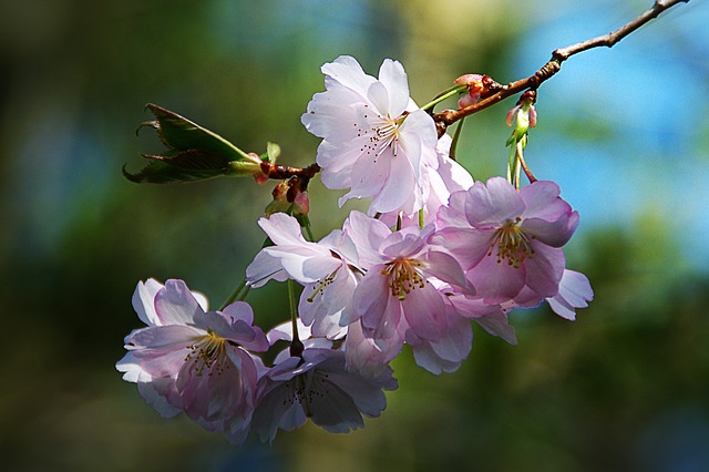 spring-flower-289844_640